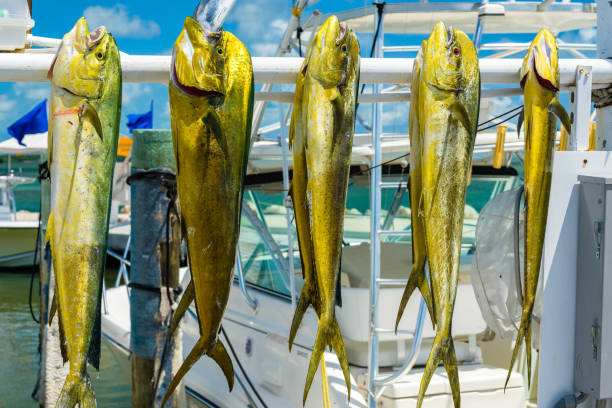 Why Choose a Los Sueños Dorado Fishing Charter for Your Next Trip